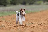 FOX TERRIER 294